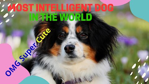 Most Smart Dog Video !!!!! 🤣Funny dog video🤣/#shorts