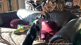 Cat discourages puppy from jumping on the sofa