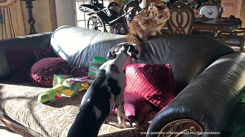 Cat discourages puppy from jumping on the sofa