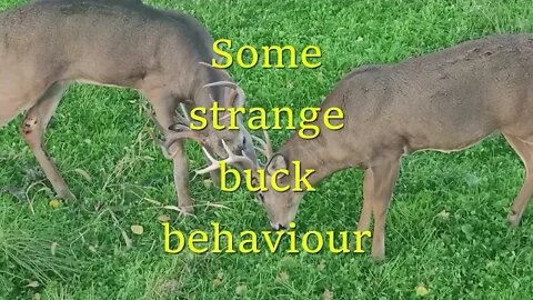 Strange buck behaviour