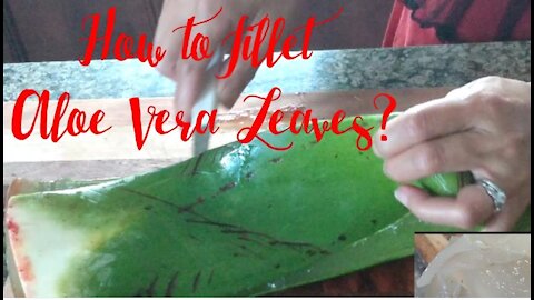 HOW TO FILLET ALOE VERA LEAVES AND TO PRESERVE GEL