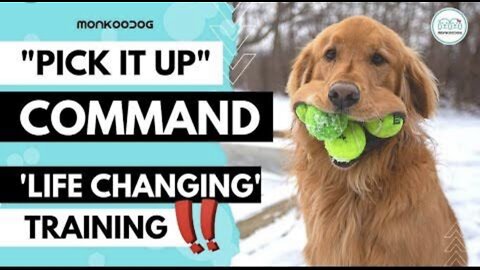 How to train basics to your dog in a funny way