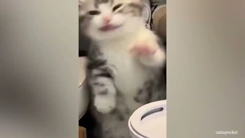 Sweetie! So many adorable kittens videos for your good mood