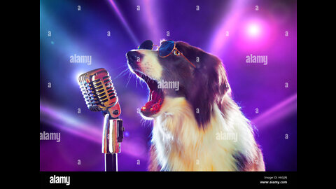 My cute dog sing and song