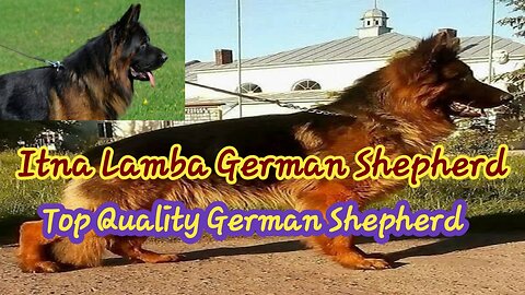 German Shepherd Dog Breed | champion Bloodline German Shepherd dogs ||