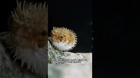 Pufferfish 🐡 One Of The Most Beautiful Sea Creatures In The World #shorts