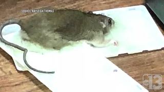 Rats move into apartment after Las Vegas family goes on vacation