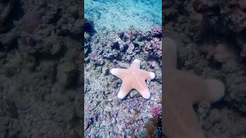 Doughboy Seastar (Choriaster) #philippines #underwaterlife #underwater #diving #marinelife