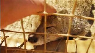 Adorable rescued mongoose loves head scratches!