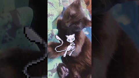 #mewtwo #catdaddy #pokemon #pokemontiktok #nerdtok #fypシ゚viral #blackcatsoftiktok #blackcatlover