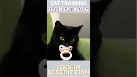 cute and funny cats - Train your Cat - ShortToon - #shorts