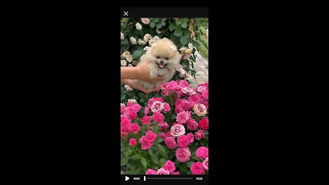 Cute baby funny dog cute moment of the baby dog_cutest baby dog🐶🐕