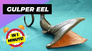 Gulper Eel - In 1 Minute! 👹 Real Deep Sea Monster! | 1 Minute Animals