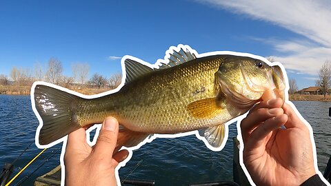 Finding and Catching Pre-Spawn Bass in Colorado!