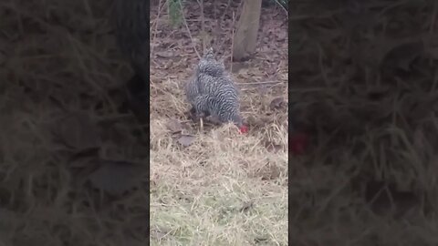 A BARRED PLYMOUTH ROCK SCRATCHING THE GROUND (12/02/23)