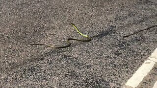 Moved a tree snake 🐍 off the road