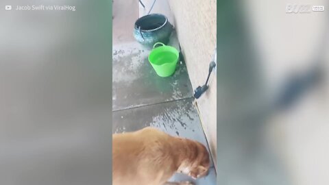 Ce que fait ce chien avec l'eau est très étrange!