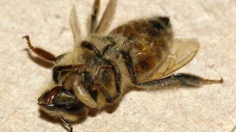 les abeilles zombies :Un parasite de mouche qui conduit la mort des abeilles