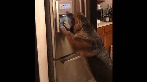 German Shepherd gets ice from the fridge!