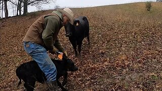 Treating a sick calf & fighting the mud!!