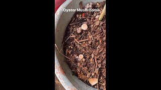 Oyster mushrooms I grow in the mulch of my garden