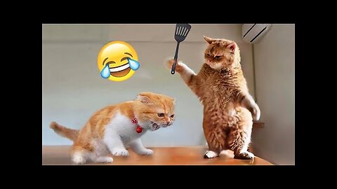 Funny animal videos 🤣 - Funny cats_dogs - 😂 Funny animals