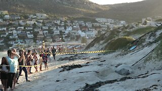 SOUTH AFRICA - Cape Town - Buffel the Southern Elephant seal on Fish Hoek Beach (ymM)