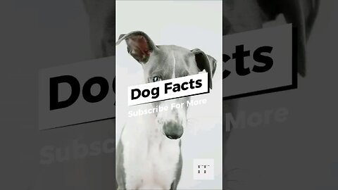 Dog Facts You Don't Know 🐶🐩🐕🦴🐕‍🦺 #dog
