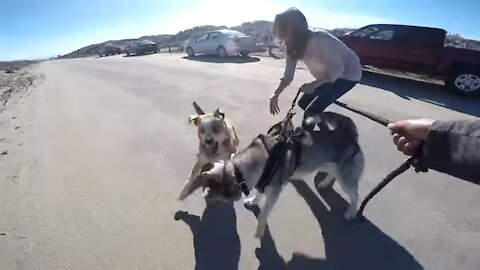 GONE WRONG: Loose Dog Approaches MALE Siberian Husky Enjoying His Beach Run!!!