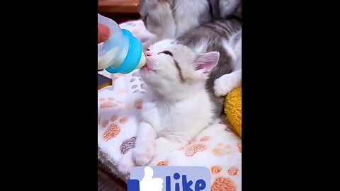 so_cute_Little_cat_Milk_Eating_🐯🐯🙈👍