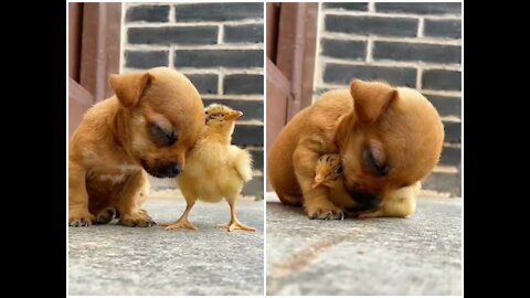 This friendship of chick and puppy is very relaxing, will touch your heart!