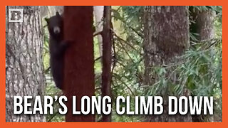 What Are You Doing Up There? Black Bear Climbs Huge Tree at Sequoia Park Zoo