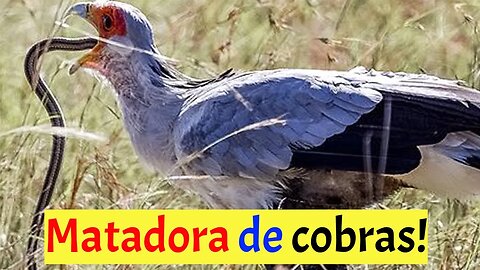 Essa ave é o terror das cobras (Secretário)