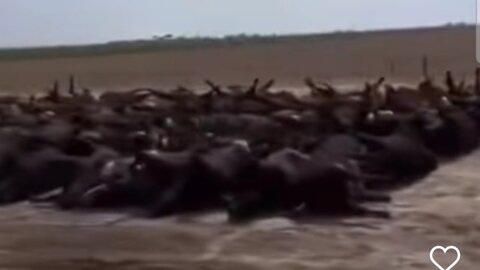 Ranchers 3000 cows died in Kansas. Autopsy is pending... #IrnieracingNews