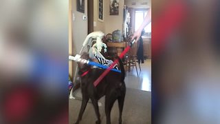 Dog gets into EPIC Lightsaber Battle