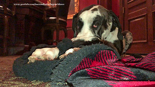 Sleepy Great Dane Loves To Cuddle With His Blanket