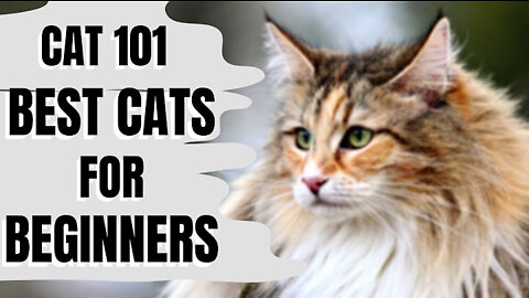 Best cats for beginers