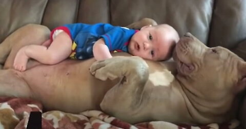Baby sleeps with pitbull - cute video