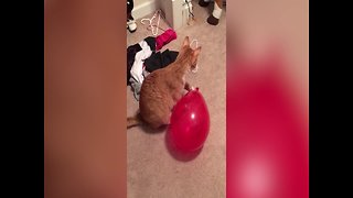 Kitty Gets Confused By A Balloon That Won't Leave Her Alone