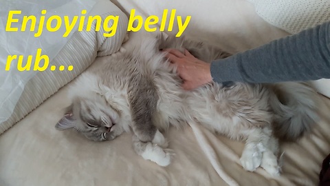 Cat Loves Belly Rubs like he's a Dog
