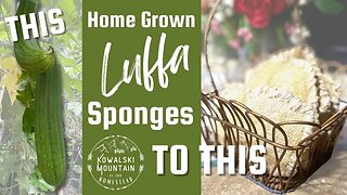 Usable Homegrown Luffa Sponges | Processing Luffa Sponges | How to Make a Sponge from a Luffa Gourd