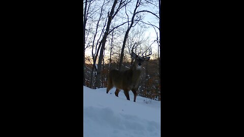 Buck In The Skyline