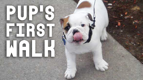 Porkchop the Bulldog Pup Goes for His First Walk