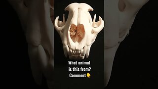 What animal is this? #shorts #wyomingwildlife #animals #skulls