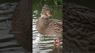 Ducks Feathers are waterproof! #facts #duck #fun