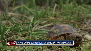 Gopher Tortoise could be added to protective ordinance in Cape Coral