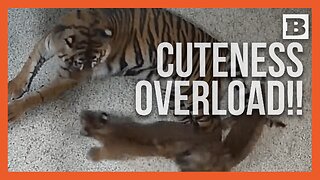 CHARGE!!! Tiger Cubs Stage Adorable "Attack" on Mom at Nashville Zoo