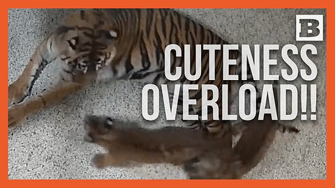 CHARGE!!! Tiger Cubs Stage Adorable "Attack" on Mom at Nashville Zoo