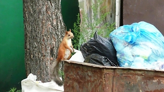 Squirrel checks the dumpster.