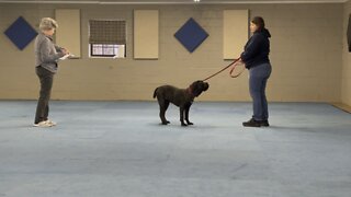 Queen Sophia Kay of the South AKC puppy graduation test 3